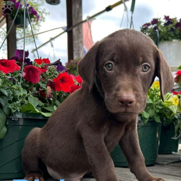 Blaine, Chocolate Labrador Retriever Puppy